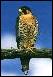 farmers, Kentucky Falcon!